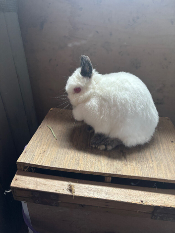 Trio of himi Netherland dwarfs SOLD