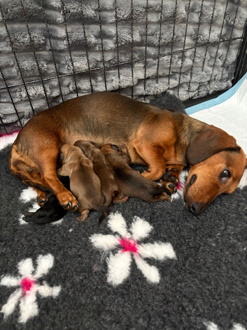 Miniature dachshund puppies