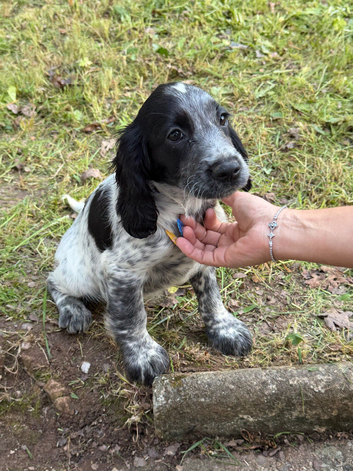 Beautiful Cocker Spaniel Girls &ndash; Ready for Loving Homes