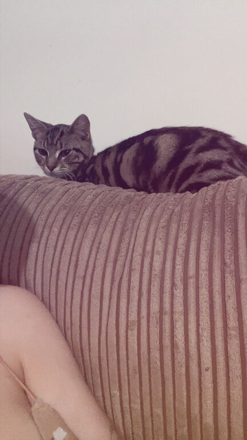 Two beautiful cats