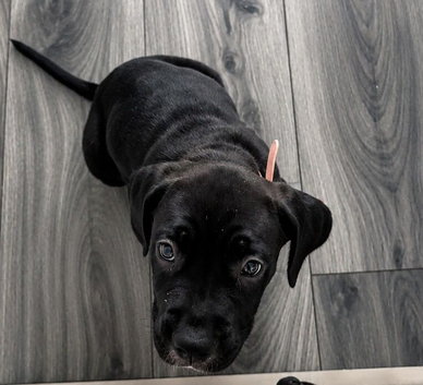 Last Female Cane Corso