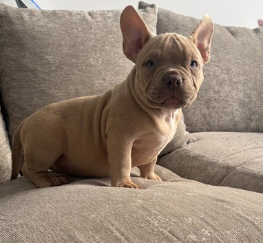 Pocket bully pups