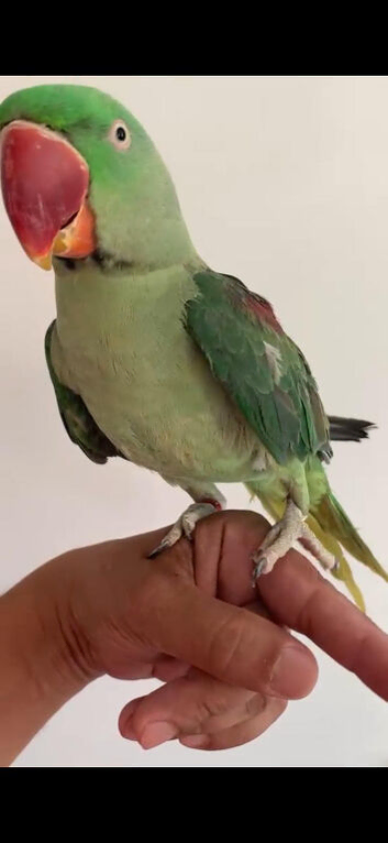 Baby alexandrine