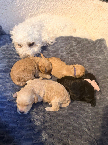 Beautiful puppies