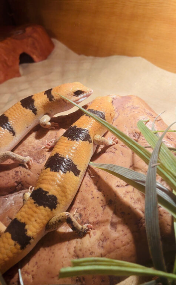 Two unsexed Peter banded skinks!