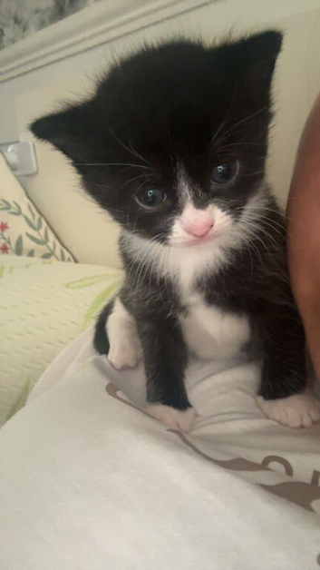 kittens