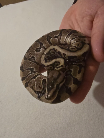 Baby GHI Low piebald male