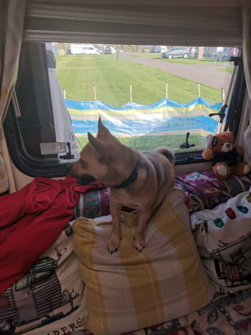 Chihuahua x Jack Russell cross