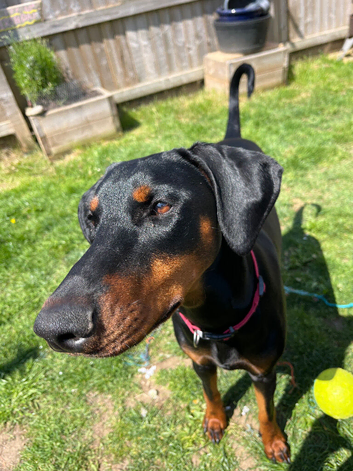 8 month old, intact female Doberman