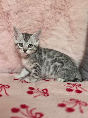 Last Boy Bengal Cross Maine Coon Kittens Ready Now