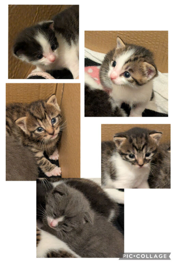 Kittens for sale