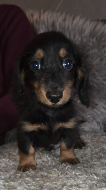 Longhaired Minature Dachshund puppies