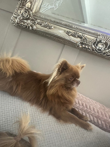 KC Reg Russian X Italian Chihuahua Stud