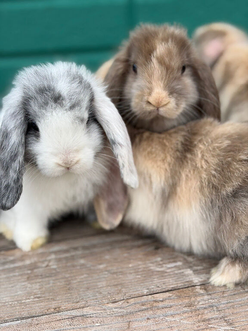 Beautiful mini lops