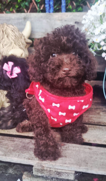 Beautiful cockapoo F1b  puppies