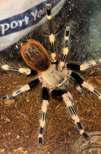 Tarantula