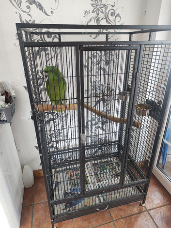 Yellow naped Amazon