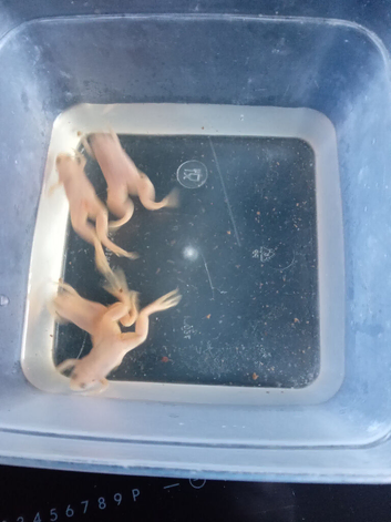 African albino claw frogs