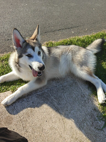 Alaskan Malamute