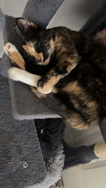 Bengal mix kitten