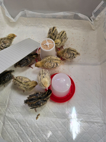 Baby quail