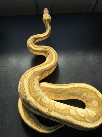 Male Lesser Fire YB het clown het DG