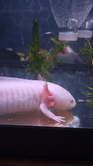 Axolotl female