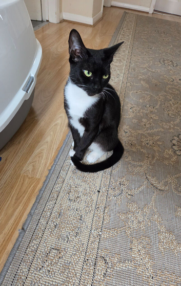 Cat