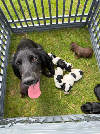 Beautiful Sprocker Puppies from Kc reg parents