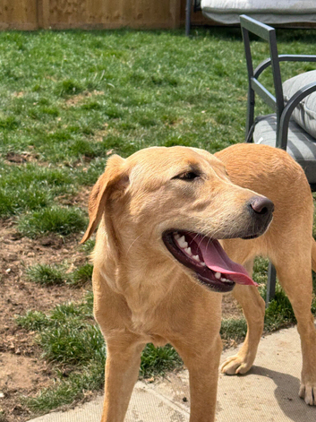 Gorgeous trained 6 month old female Labrador