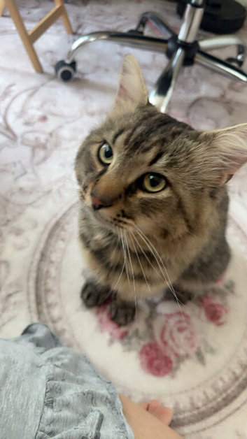 Mushmush mixed breed for rehoming