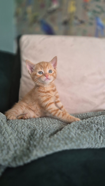 6 lovely kittens!