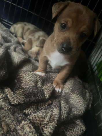 Jack rusell puppies