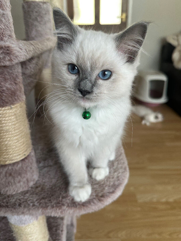 GCCF Registered Purebred Ragdoll kittens