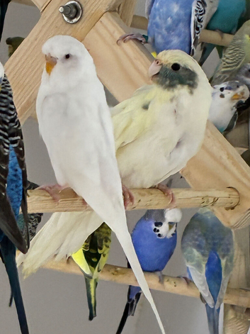 2 Kakarikis