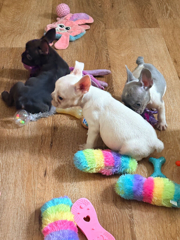FRENCH BULLDOG PUPPIES FOR SALE FROM &pound;1000