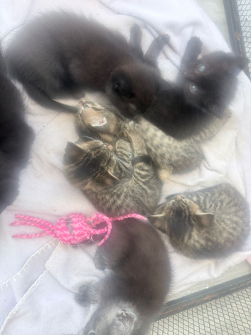 Beautiful mixed litter of kittens