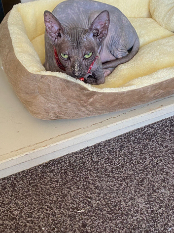 Sphynx female for sale