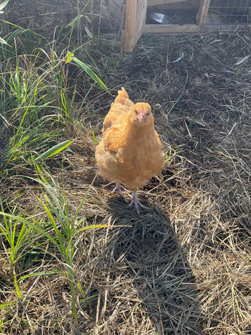 Buff Orpington 12 Week Old Hen