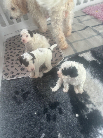 Toy poodles x mini cockapoo