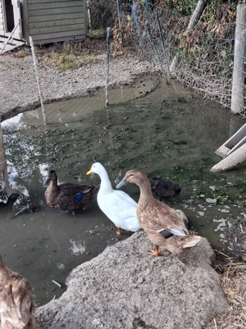 Aylesbury/ kacky Campbell ducks