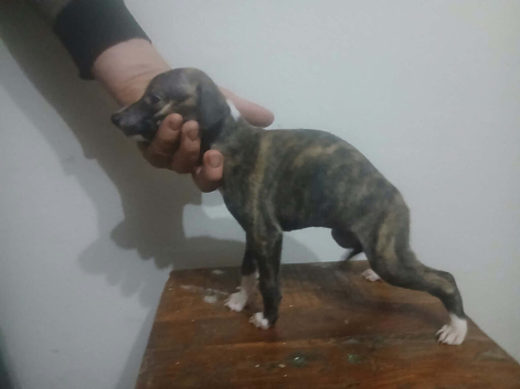 Show whippetts