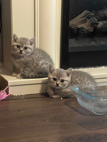 1 male kitten ready now
