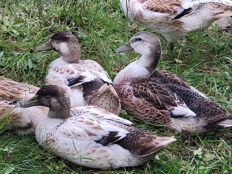Welsh Harlequin Drakes