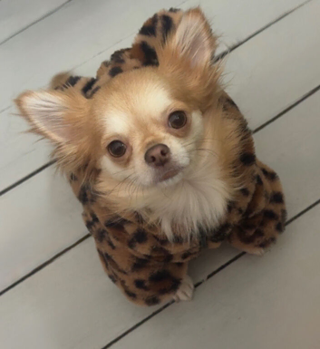 Long haired Chihuahua litter due!