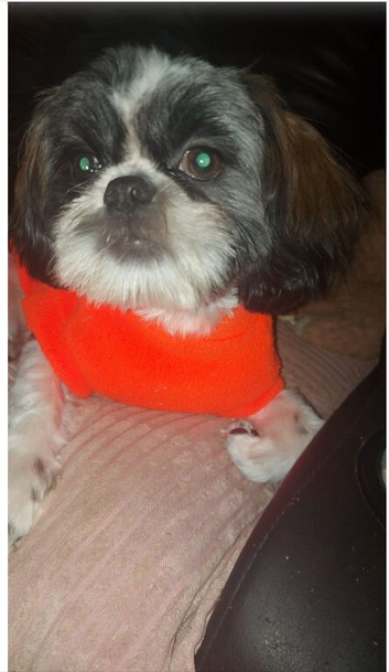 Beautiful  Shih Tzu 6 month old puppy needs a loving home