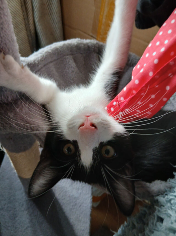 White/black female fluffy kitten