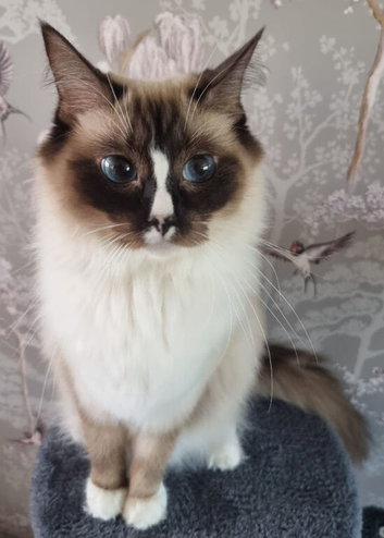 STUNNING SEAL MITTED RAGDOLL KITTEN