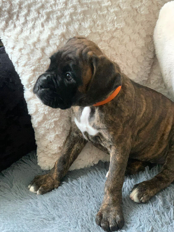 Pedigree female boxer puppy
