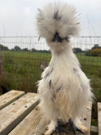 USA Silkies eggs